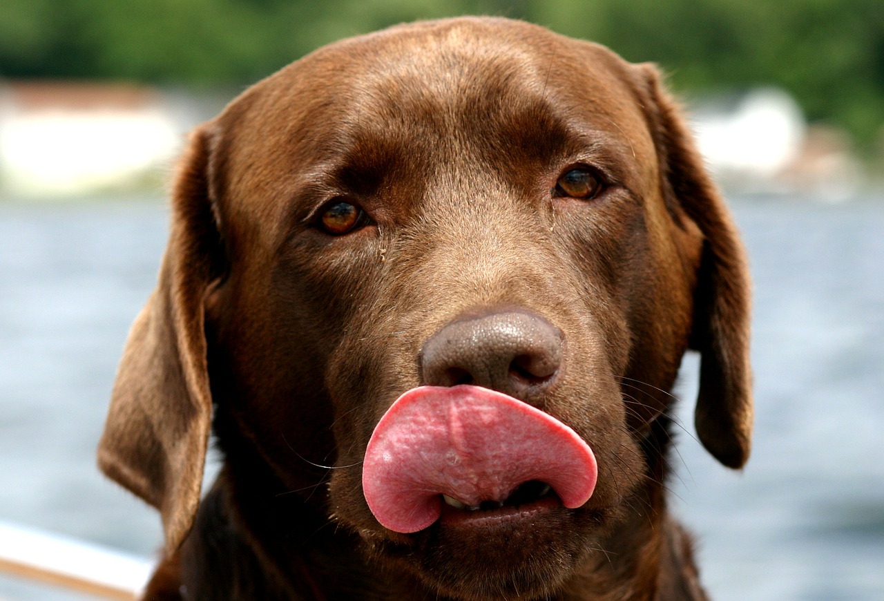 Hund slikker seg rundt munnen