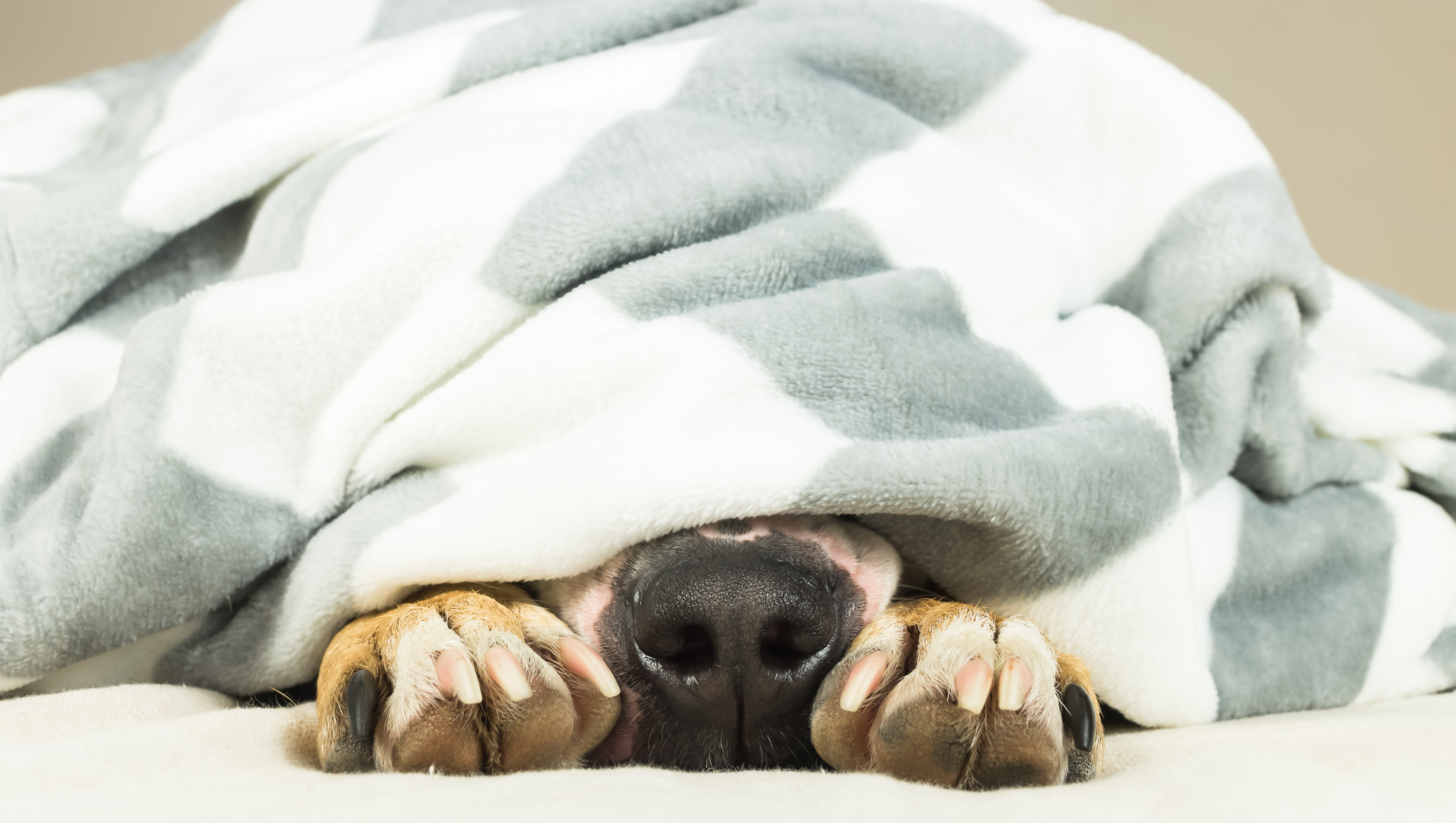 Ноги под одеялом. Торчит под одеялом. Человек под одеялом. Девушка в одеяле. Ноги торчат из под одеяла.